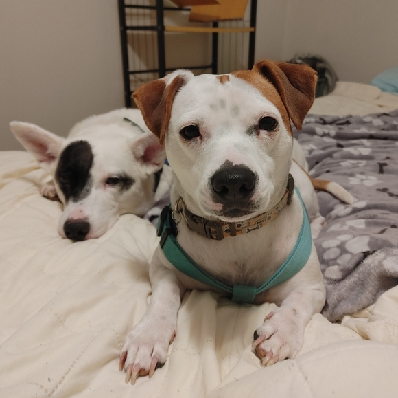 Meet your Posher, Amber - Picture 6 of 12